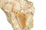 Otodus Shark Tooth Fossil in Rock - Morocco #376139-1